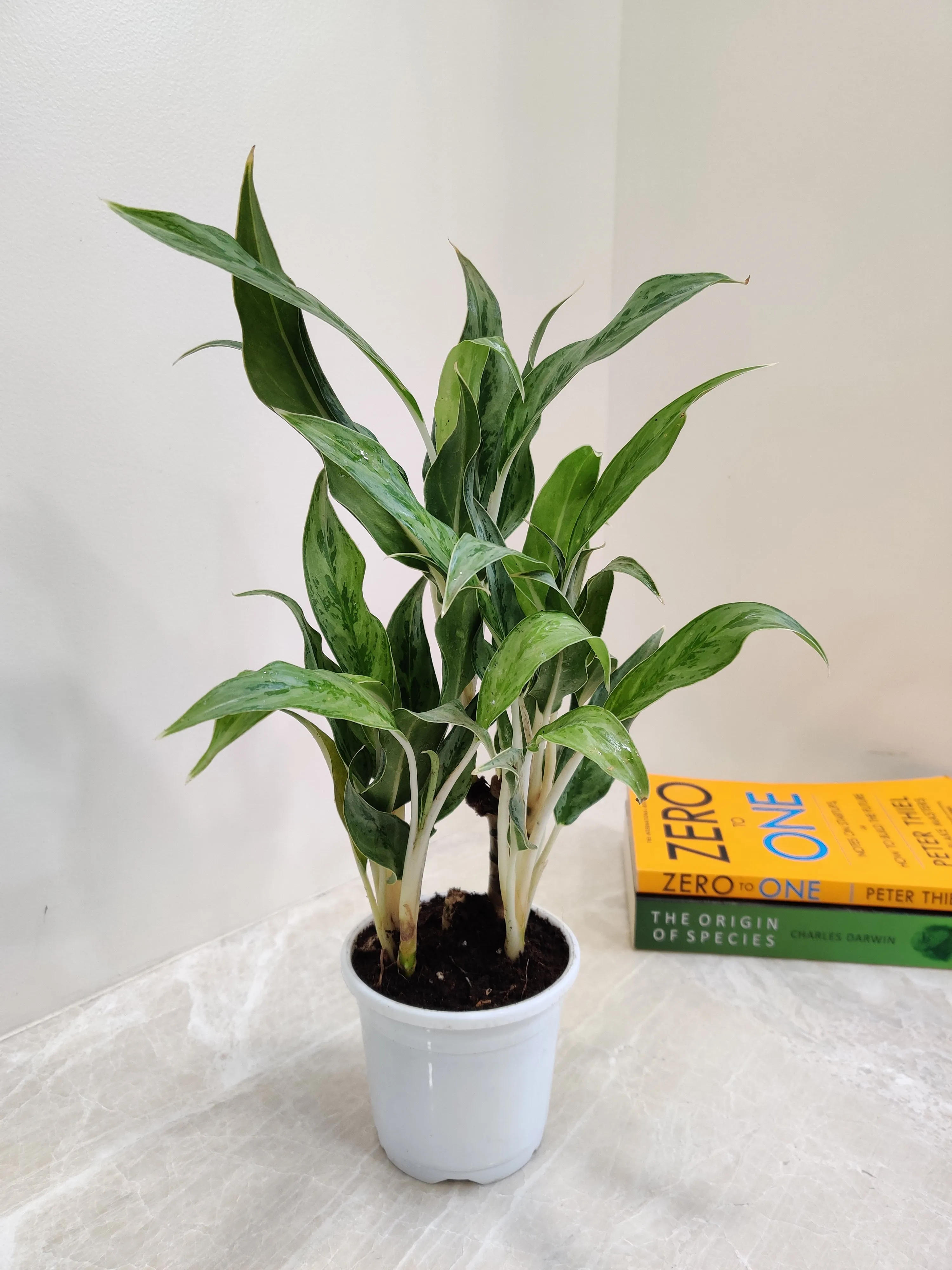 Aglaonema White Stem Plant