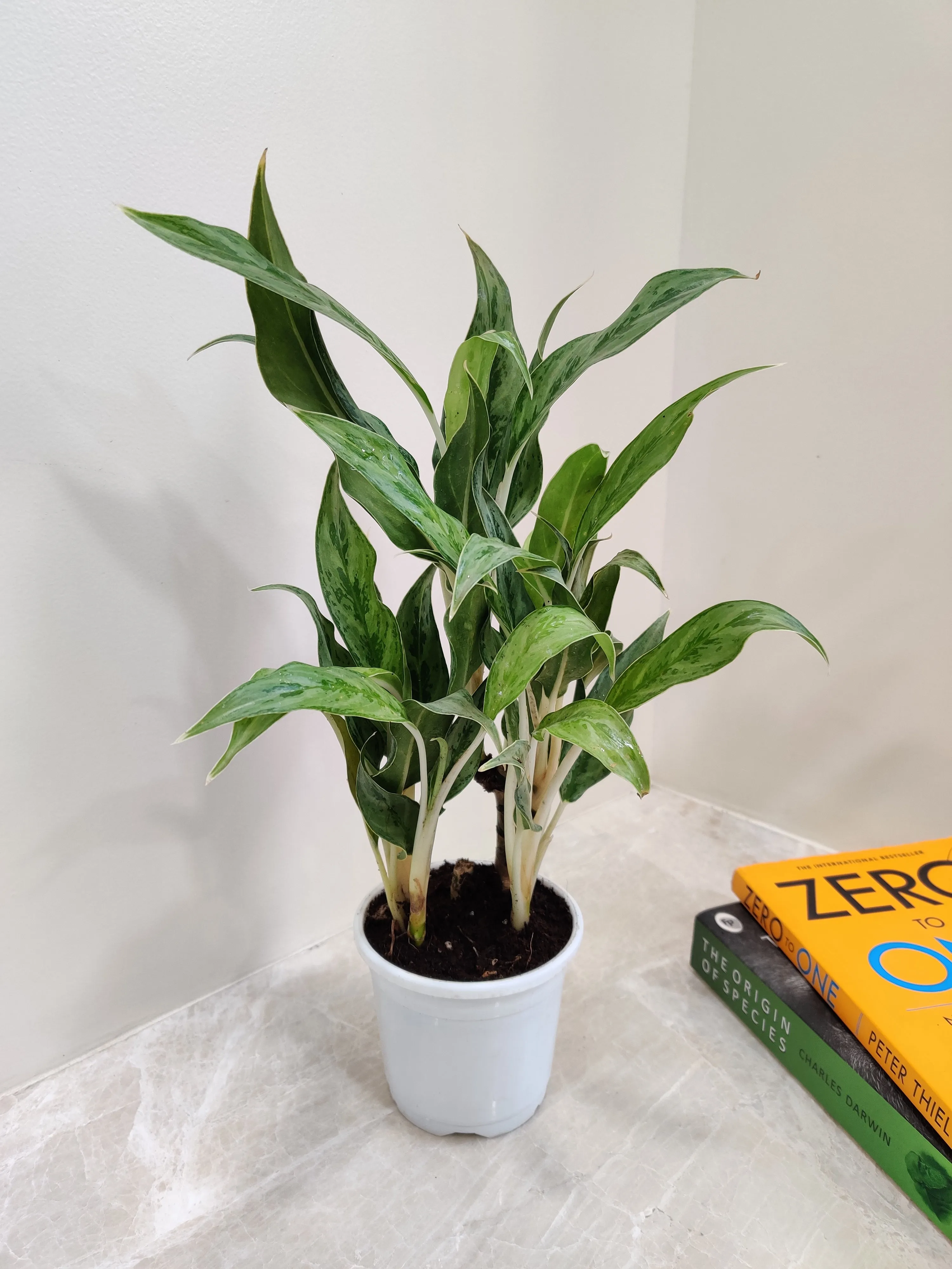 Aglaonema White Stem Plant