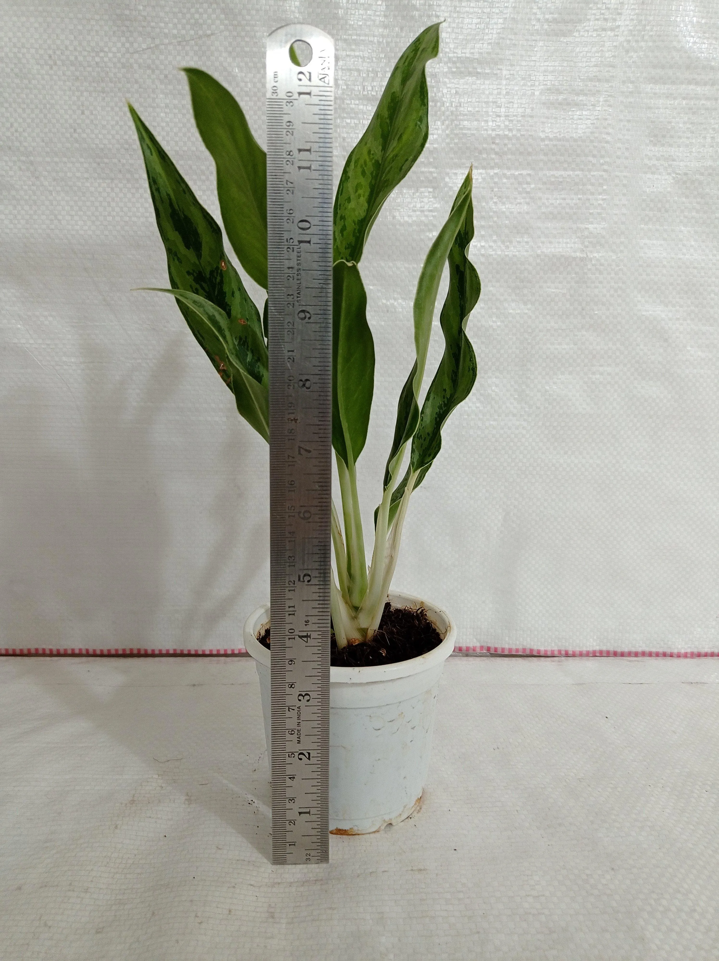 Aglaonema White Stem Plant