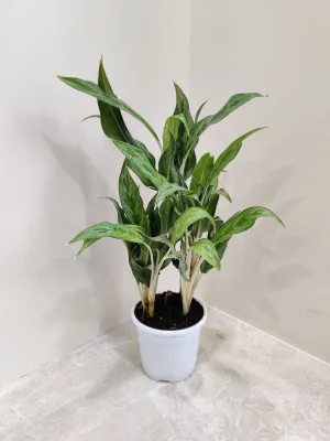 Aglaonema White Stem Plant